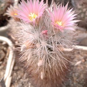Escobaria dasiacantha SB601 -seeds-семена- s