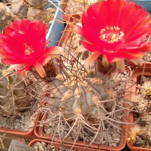 Acanthocalycium munitum -MG-seeds-семена-  s