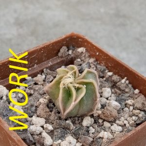 Astrophytum capricorne var. aureum