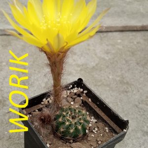 Lobivia arachnacantha