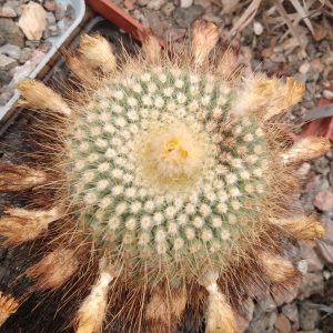 Parodia formosa -s