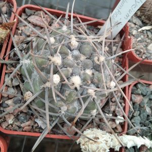 Gymnocalycium gibbosum v. brachipetalum P101 -s
