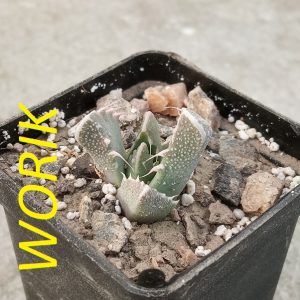 Faucaria bosscheana