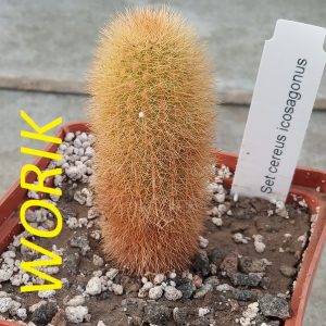 Seticereus icosagonus