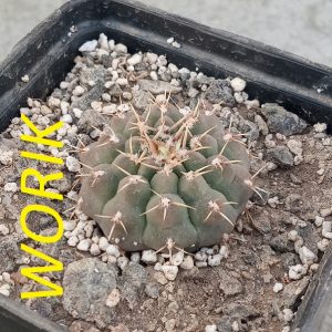 Gymnocalycium vatteri