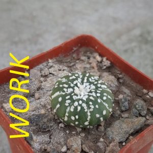 Astrophytum asterias cv. superkabuto