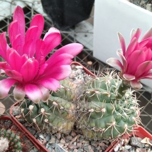 Gymnocalycium baldianum -s
