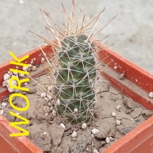 Tephrocactus weberi