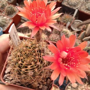 Lobivia leptacantha WR422 -s