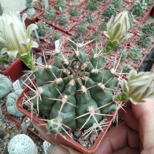 Gymnocalycium anisitsii -s