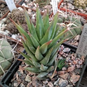 Haworthia glauca v. depauperata -s