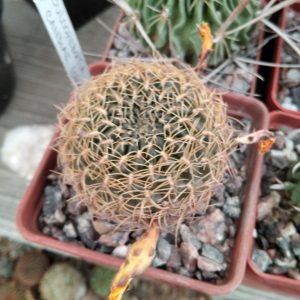 Sulcorebutia candiae -s