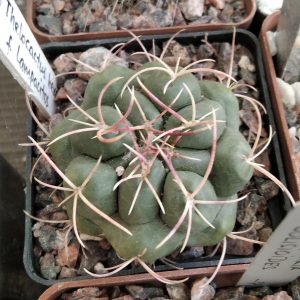 Thelocactus spec.-Lampacitos- s