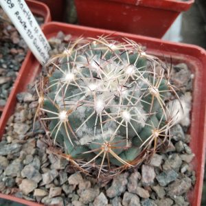 Coryphantha spec. CSD296 -s