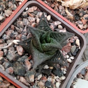 Haworthia limifolia v. nigra -Koehres- s