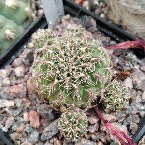 Sulcorebutia canigueralii EM358 -s