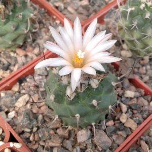 Turbinicarpus klinkerianus SB275 -s