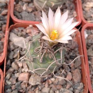 Turbinicarpus klinkerianus SB275 -s