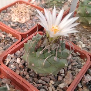 Turbinicarpus schwarzii -s