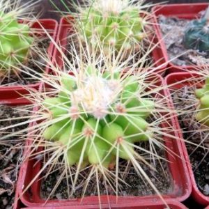 echinocactus grusonii распродажа