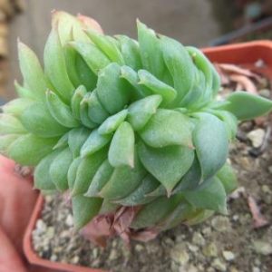 echeveria spec. Cristata
