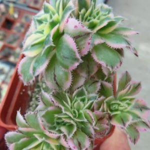 aeonium sanbest cristata