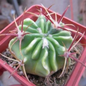 ferocactus latispinus
