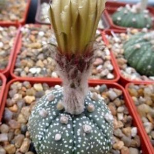 astrophytum asteria