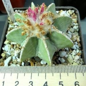 aztekium hintonii own root