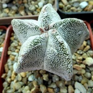 astrophytum Onzuka