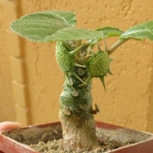 dorstenia foetida aff PV