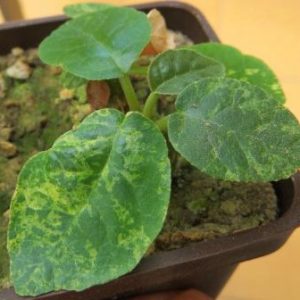 dorstenia foetida variegata