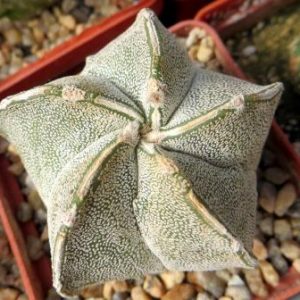 astrophytum Tay hybrid