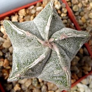 astrophytum Tay hybrid