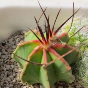 astrophytum crassispinum bleck