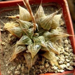 haworthia emelyae kammanasii ЮАР