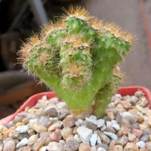 cereus peruvianus monstrosus