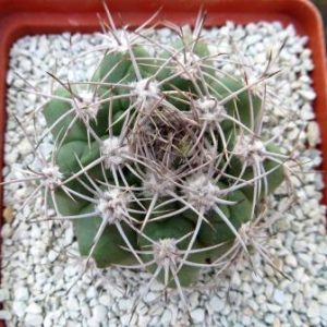 gymnocalycium valnicekianum