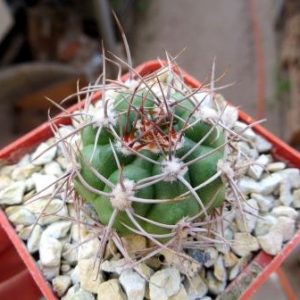 gymnocalycium valnicekianum