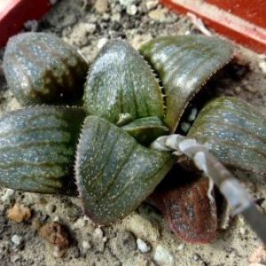 haworthia springbokvlakensis