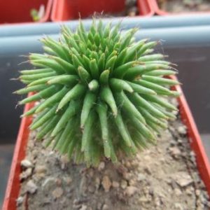 euphorbia susannae