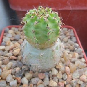 pygmaeocereus bieblii