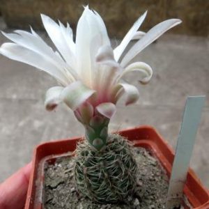 gymnocalycium bruchii Piltz