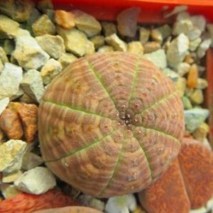 euphorbia obesa
