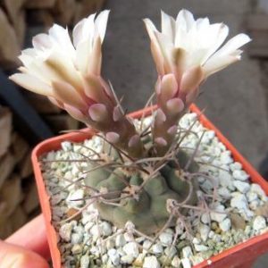 gymnocalycium moserianum
