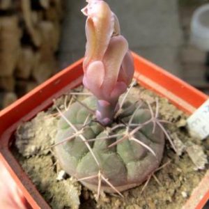405.01 VG - 215  gymnocalycium rhodanthemum