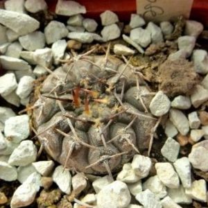 gymnocalycium riojense paucispinum