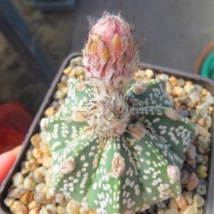astrophytum super kabuto pink flower