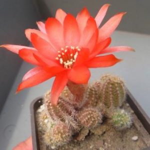 hameolobivia silvestrii