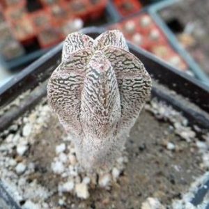 astrophytum onzuka v type